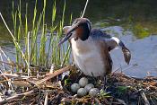 Fuut (Podiceps cristatus) 4-2017 7777
